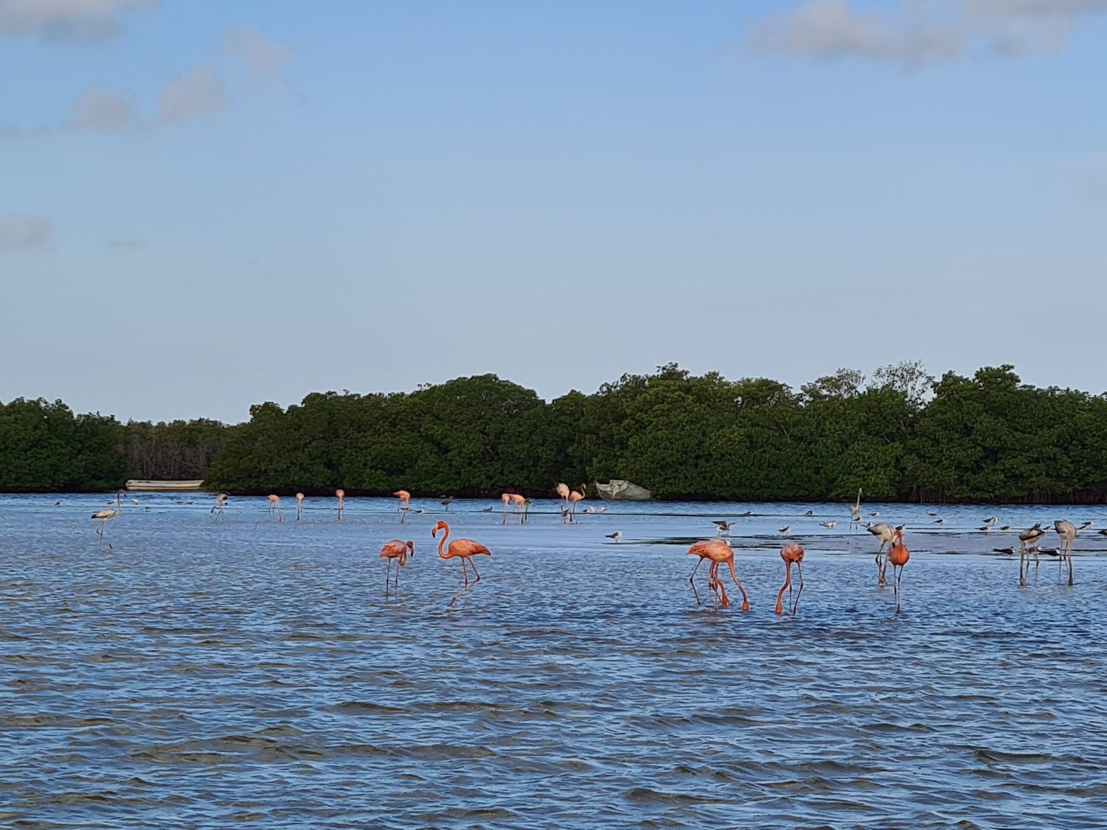 Rio Lagartos flamingai